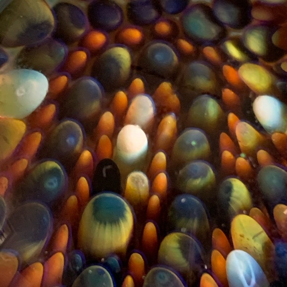 Hand blown glass pendant. Deeply discounted! - Picture 2 of 4